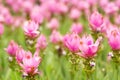 Pink field of siam tulip blossom
