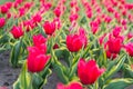 Pink field of tulips, Netherlands. bulb field in springtime. harmony in meditation. Beautiful pink tulip fields. Holland Royalty Free Stock Photo