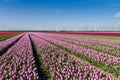 Pink field of tulips and wind turbines