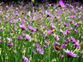 pink field of wild flowers with lush green foliage background. soft blurred background. Royalty Free Stock Photo