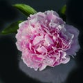 Pink filled peony, beautiful peony, overlapping petals