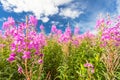 Pink fireweed (blooming sally) flowers in field and deep blue sky