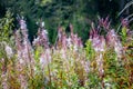 Pink fireweed Chamaenerion angustifolium flowers in Lejowa Valley in Tatra Mountains, dry faded autumn plants