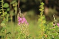 Pink Fireweed at Cypress Hills Interprovincial Park Saskatchewan