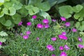 Pink Firewitch Dianthus flowers