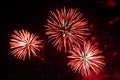 pink firework sparks bright on black night sky. Royalty Free Stock Photo