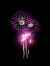 Pink fireworks on black background for celebration and anniversary Royalty Free Stock Photo