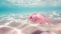 Pink fish swimming above sandy seabed under clear water Royalty Free Stock Photo