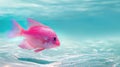 Pink fish swimming near sandy ocean floor Royalty Free Stock Photo