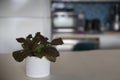 Pink Fittonia nerve plant. Bright green and pink leaves on a nerve plant in a small white pot with pattern against blurry Royalty Free Stock Photo