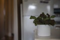 Pink Fittonia nerve plant. Bright green and pink leaves on a nerve plant in a small white pot with pattern against blurry Royalty Free Stock Photo