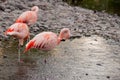 Pink Flamencos in Bahrain Island Royalty Free Stock Photo