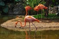 Pink Flamencos at the zoo, Cali, Colombia