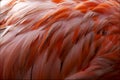 Pink flamengo plumage abstract