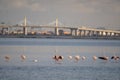 Pink Flamengo on Tunis Lake