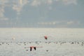 Pink Flamengo on Tunis Lake