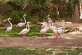 The pink flamengo in Zoo