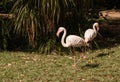 The pink flamengo in Zoo