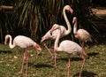 The pink flamengo in Zoo