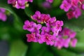 Pink flaming Katy Kalanchoe blossfeldiana