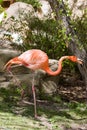 Pink Flamingo