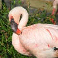 Pink Flamingo Royalty Free Stock Photo