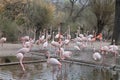 Pink flamingos walking and drinking water