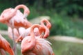 Pink Flamingo Royalty Free Stock Photo