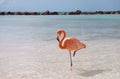 Pink flamingo Royalty Free Stock Photo