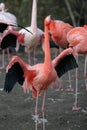 Pink flamingo