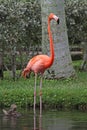 Pink Flamingo