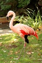 Pink Flamingo