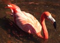 Pink Flamingo Royalty Free Stock Photo