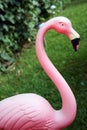 Pink Flamingo