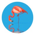 Pink flamingo animal tall wading bird vector illustration