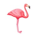 Pink Flamingo as Warm-blooded Vertebrates or Aves Vector Illustration