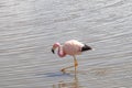 Pink Flamingo Atacama Chile