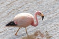 Pink Flamingo Atacama Chile