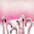 Pink Flamingo Background