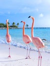Pink flamingo on the beach Royalty Free Stock Photo