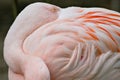 Pink Flamingo With Beak Tucked Into Feathers Royalty Free Stock Photo