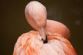 Pink Flamingo preening itself Royalty Free Stock Photo