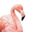 Pink flamingo bird Royalty Free Stock Photo