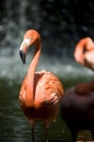 Pink Flamingo bird Royalty Free Stock Photo