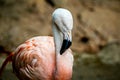 Pink flamingo bird bathing in the sun Royalty Free Stock Photo