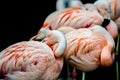 Pink flamingo bird bathing in the sun Royalty Free Stock Photo