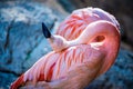 Pink flamingo bird bathing in the sun Royalty Free Stock Photo