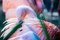 Pink flamingo bird bathing in the sun Royalty Free Stock Photo