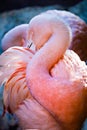 Pink flamingo bird bathing in the sun Royalty Free Stock Photo