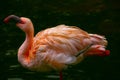 Pink flamingo bird drinking water in garden pond